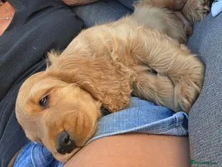 Cocker Spaniel dogs KC SHOW COCKER SPANIELS ( GENETIC TESTED PARENTS) - Advert 4
