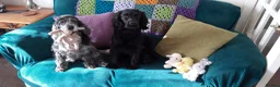 Cocker Spaniel dogs for stud: Beano in Tranent - Advert 2