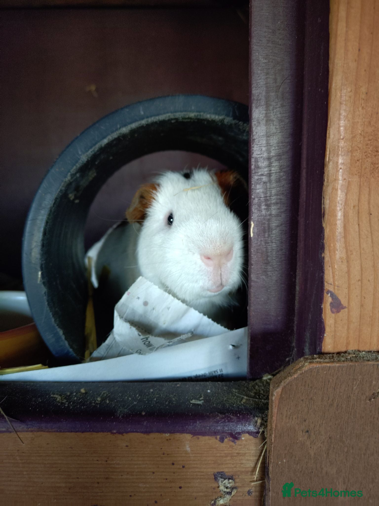 Guinea Pig rodents Adult male guinea pigs - Advert 1