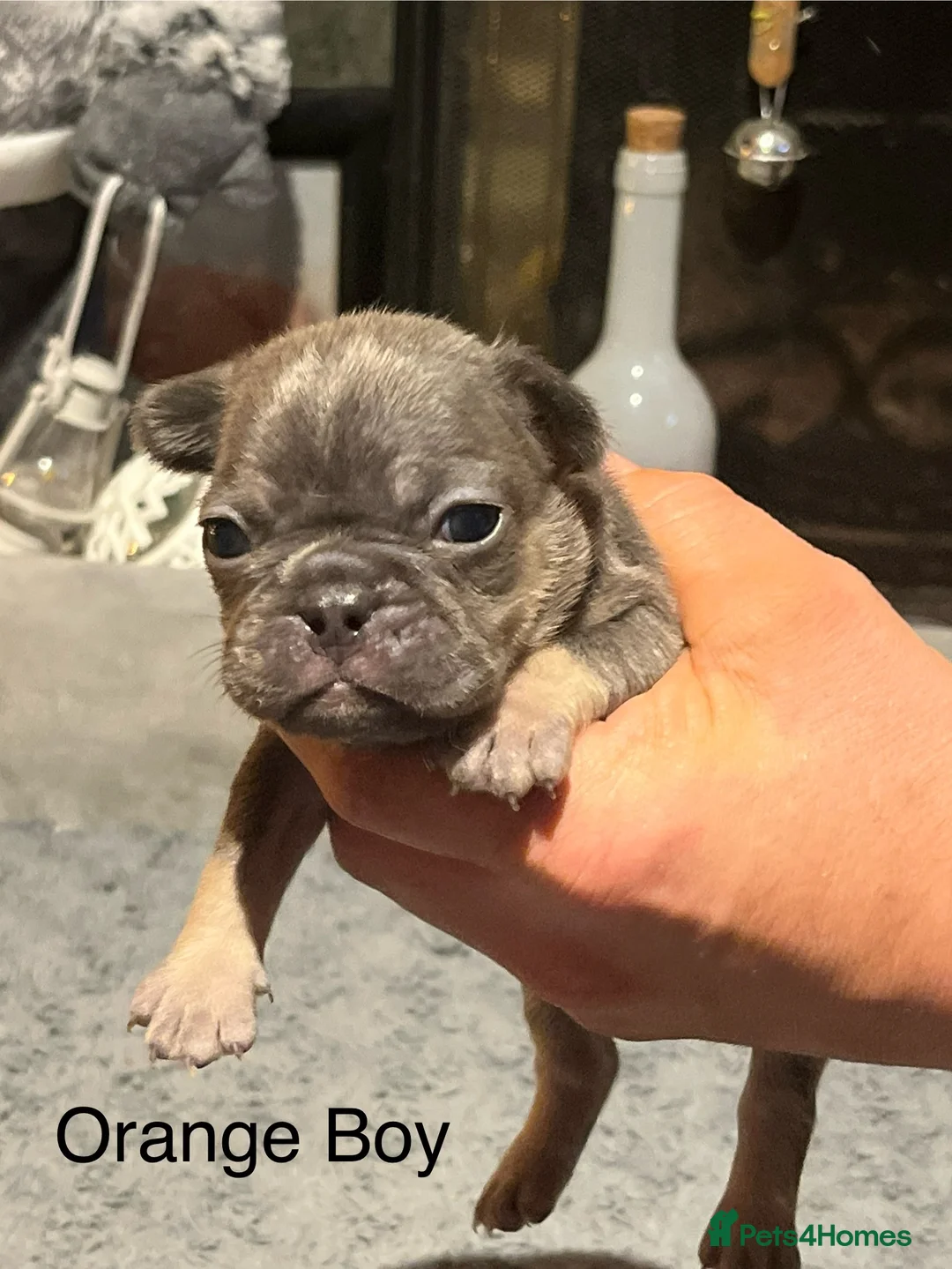 French Bulldog dogs for sale: DWKC Registered French Bulldog puppies for sale - Advert 37