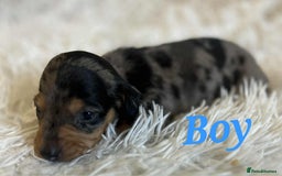 Miniature Dachshund dogs for sale: Miniature dachshund  - Image 6