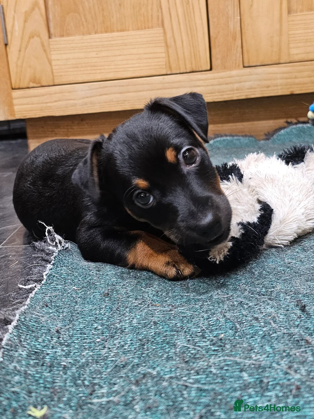 Jack Russell dogs for sale: Jack Russell Terrier pups for sale - Advert 32