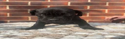 Cane Corso dogs for sale: Black Cane Corso Puppies for sale - 2 boys 2 girls in Swansea - Advert 5