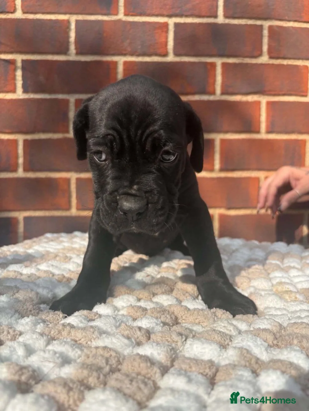 Cane Corso dogs for sale: Black Cane Corso Puppies for sale - 2 boys 2 girls in Swansea - Advert 5