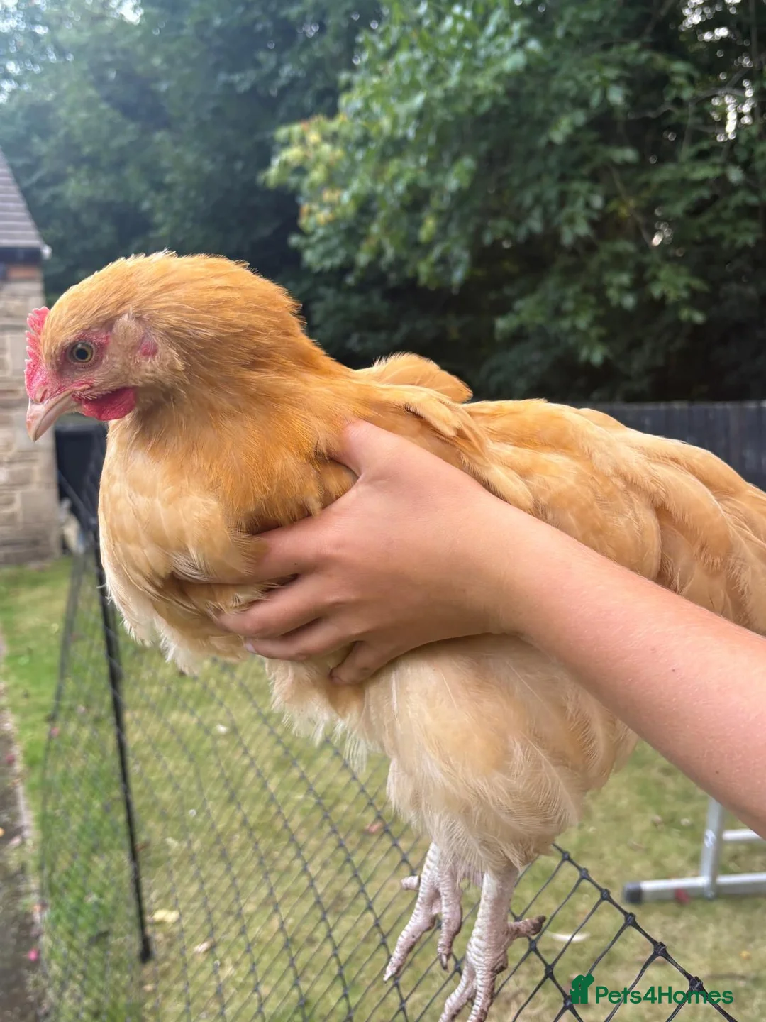 Chickens poultry for sale: 2x Buff Orpington Cockerels looking for a new home - Advert 12