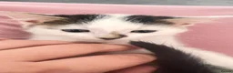 Mixed Breed cats for sale: Small kittens ready now london n9  in London - Advert 22