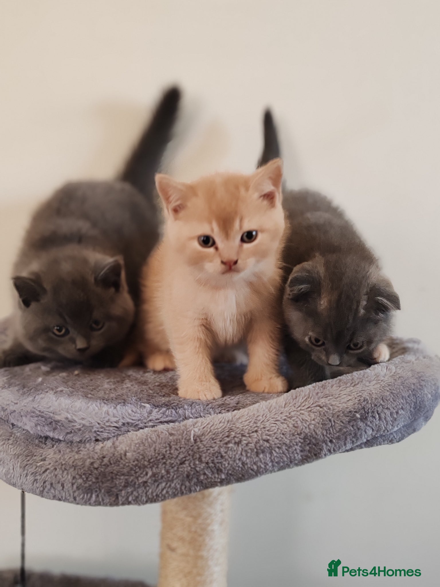 Scottish Fold cats Scottish fold x BSH kittens - Advert 1