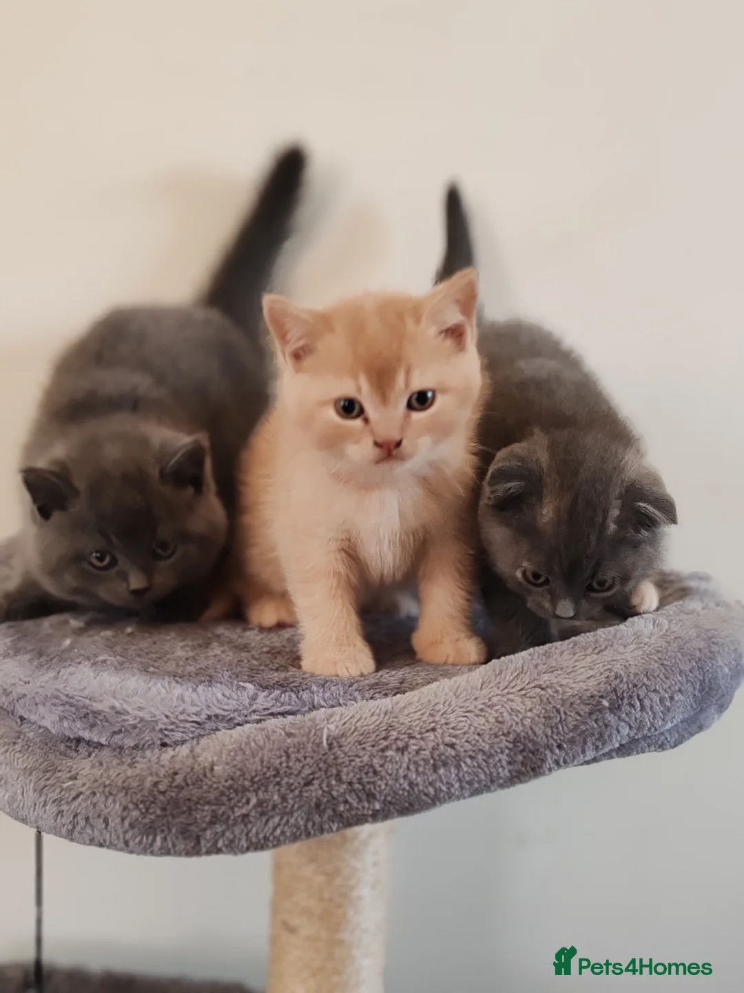 Scottish Fold cats for sale: Scottish fold x BSH kittens - Advert 2