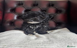 Maltipoo dogs for sale: Gorgeous tiny toy F1 Maltipoo puppies  - Image 4