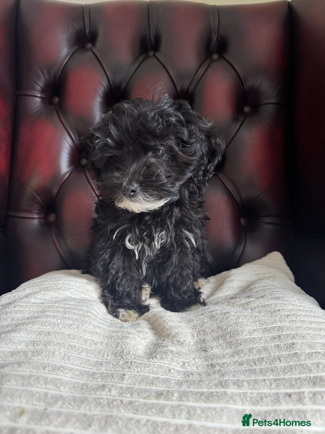 Maltipoo dogs for sale: Gorgeous tiny toy F1 Maltipoo puppies  - Image 4