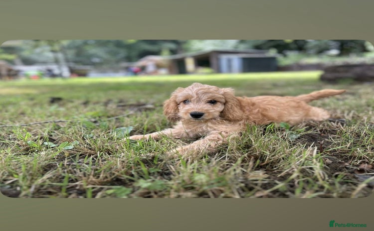 Cockapoo dogs - Advert 3