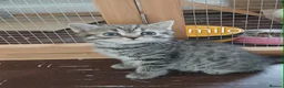 British Shorthair cats for sale: Bsh X Scotish stright kittens. - Advert 3