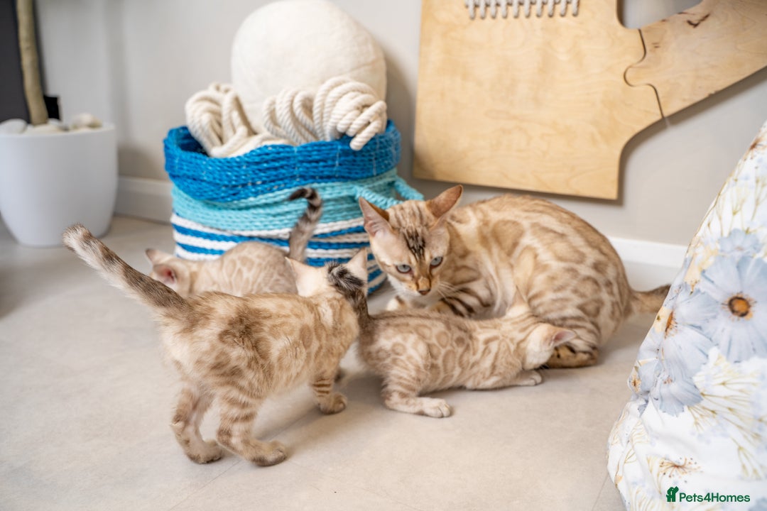 Bengal cats for sale: GOOBER-Snow Lynx Pure Bengal-TICA REG.-Playful boy - Advert 27