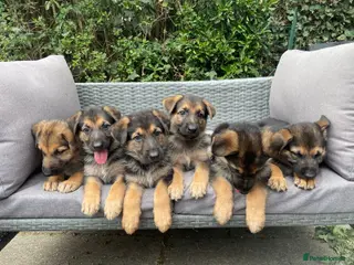German Shepherd dogs German Shepherd Puppies - Advert 3