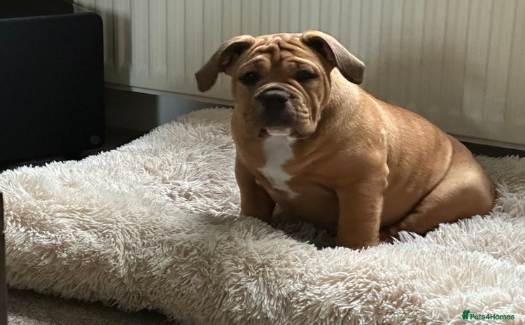 Old Tyme Bulldog dogs - Advert 11