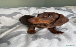 Dachshund dogs for sale: PERFECT MINIATURE DACHSHUNDS BABIES 🐶 - Image 10