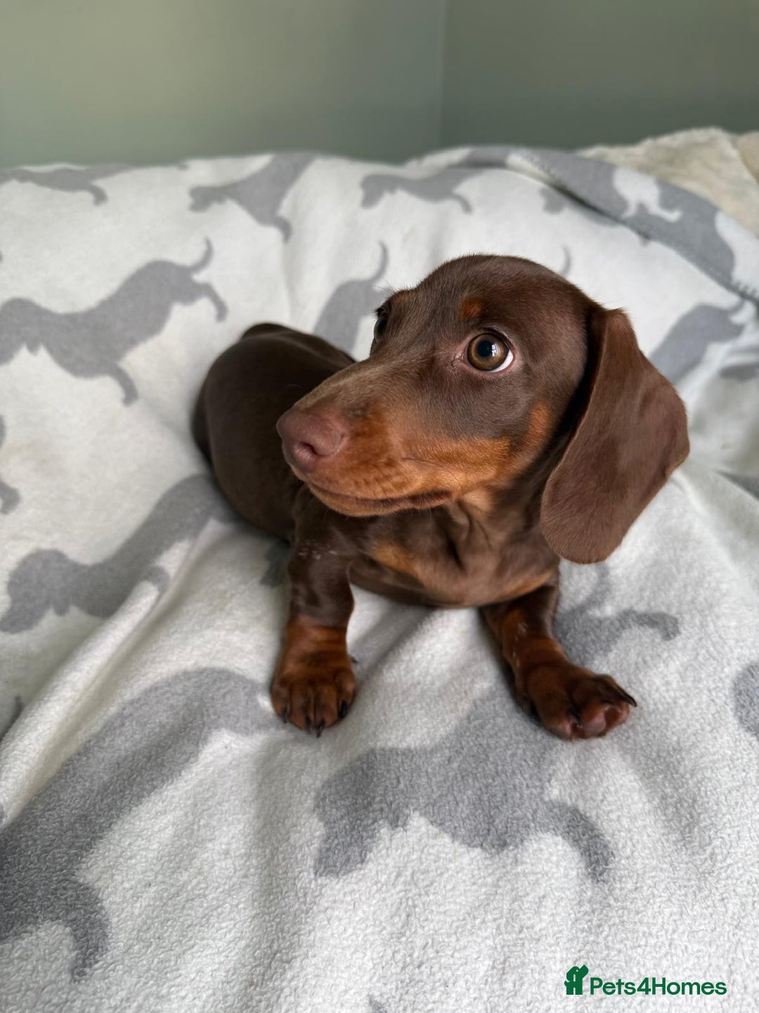 Dachshund dogs for sale: PERFECT MINIATURE DACHSHUNDS BABIES 🐶 - Image 10