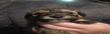 Pomapoo 4
