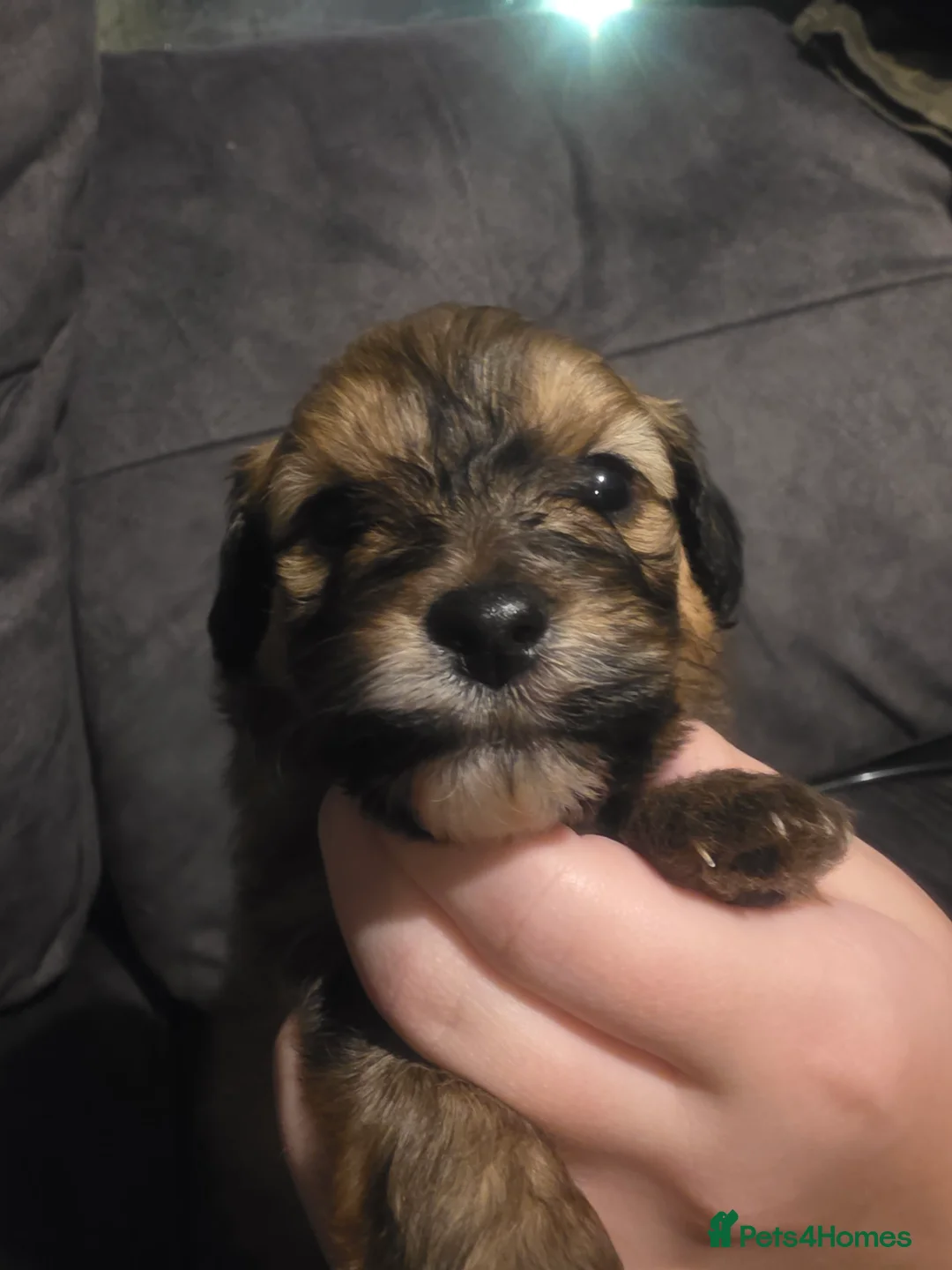 Pomapoo dogs for sale: Pomapoo puppies - Advert 2