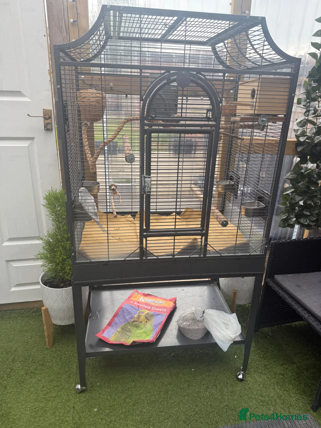 Budgerigars birds for sale: Budgerigar for sale in Harrow - Advert 2