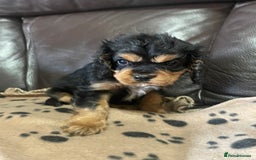 Cavalier King Charles Spaniel dogs for sale: Beautiful Cavalier King Charles Spaniel Puppies - Image 8