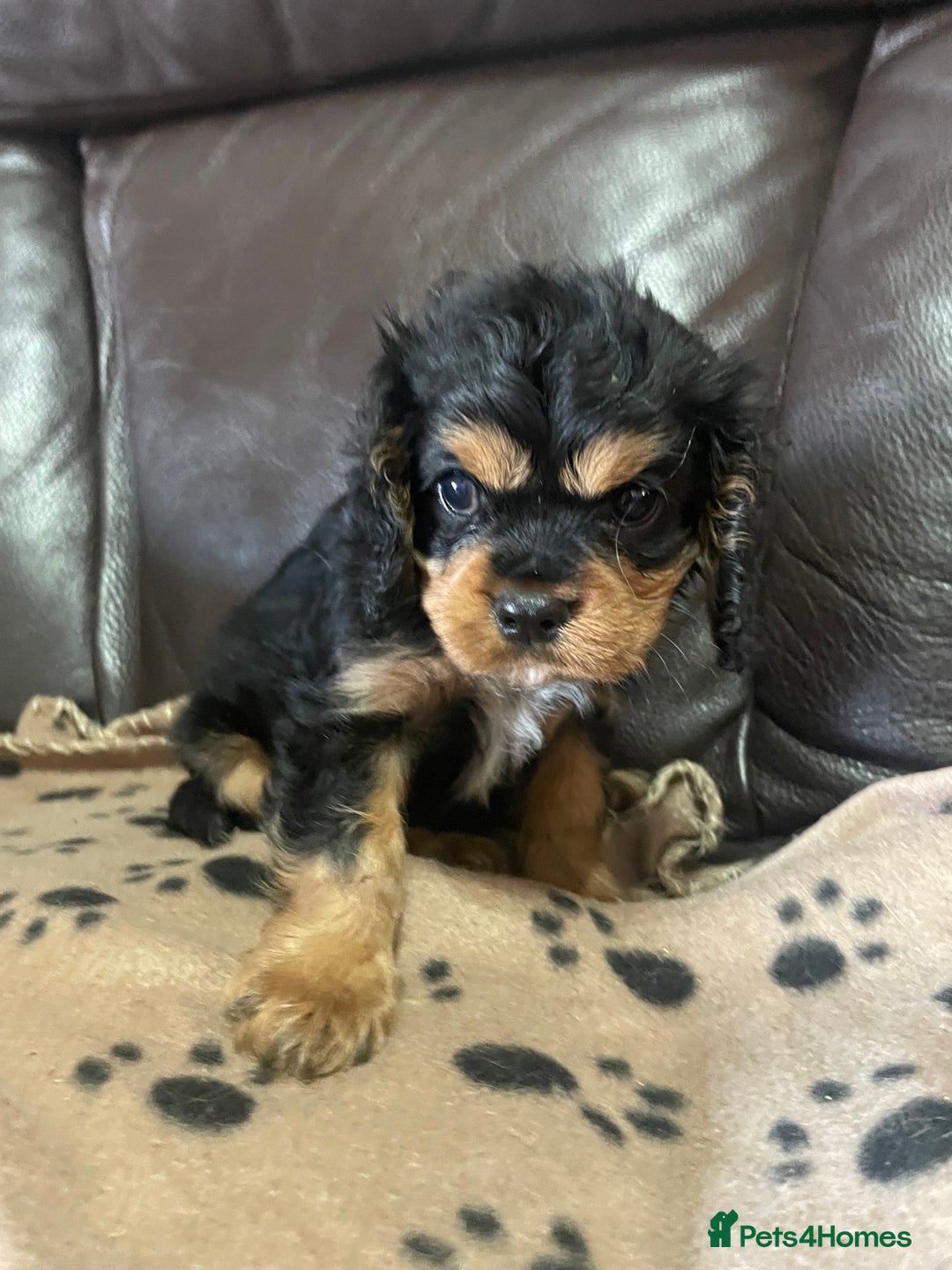 Cavalier King Charles Spaniel dogs for sale: Beautiful Cavalier King Charles Spaniel Puppies - Image 8