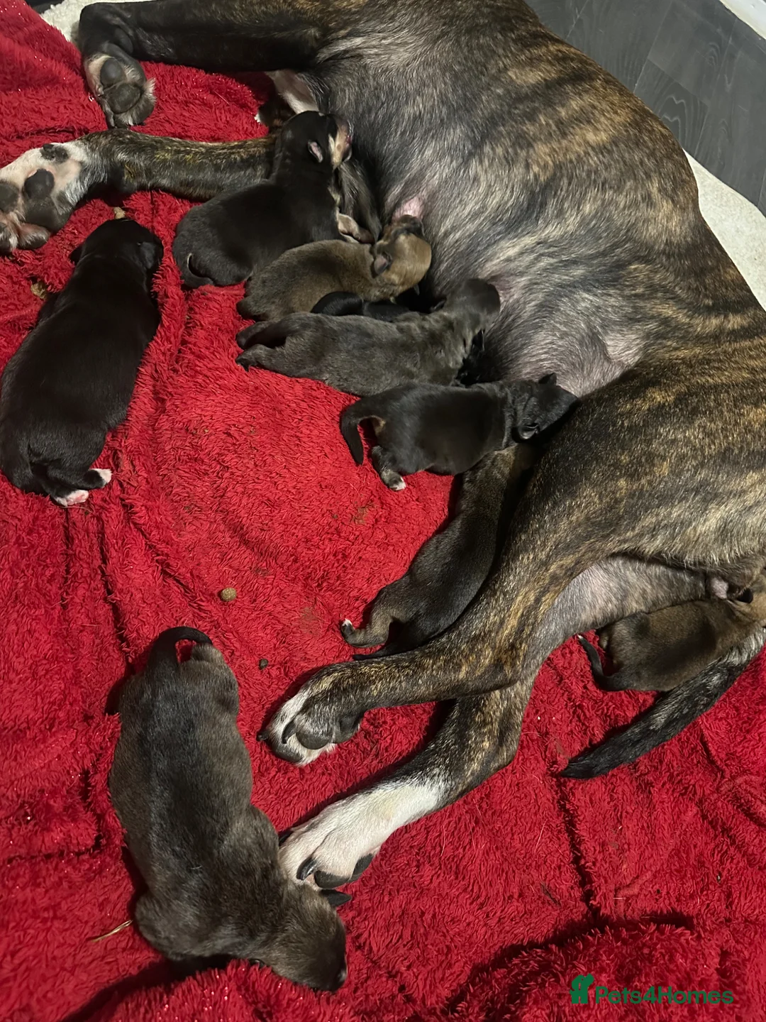 Mixed Breed dogs for sale: Beautiful Rottweiler mix puppies for forever home in Beverley - Advert 13