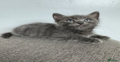 Mixed Breed cats - Advert 4
