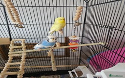 Budgerigars birds for sale: Budgie - Image 1