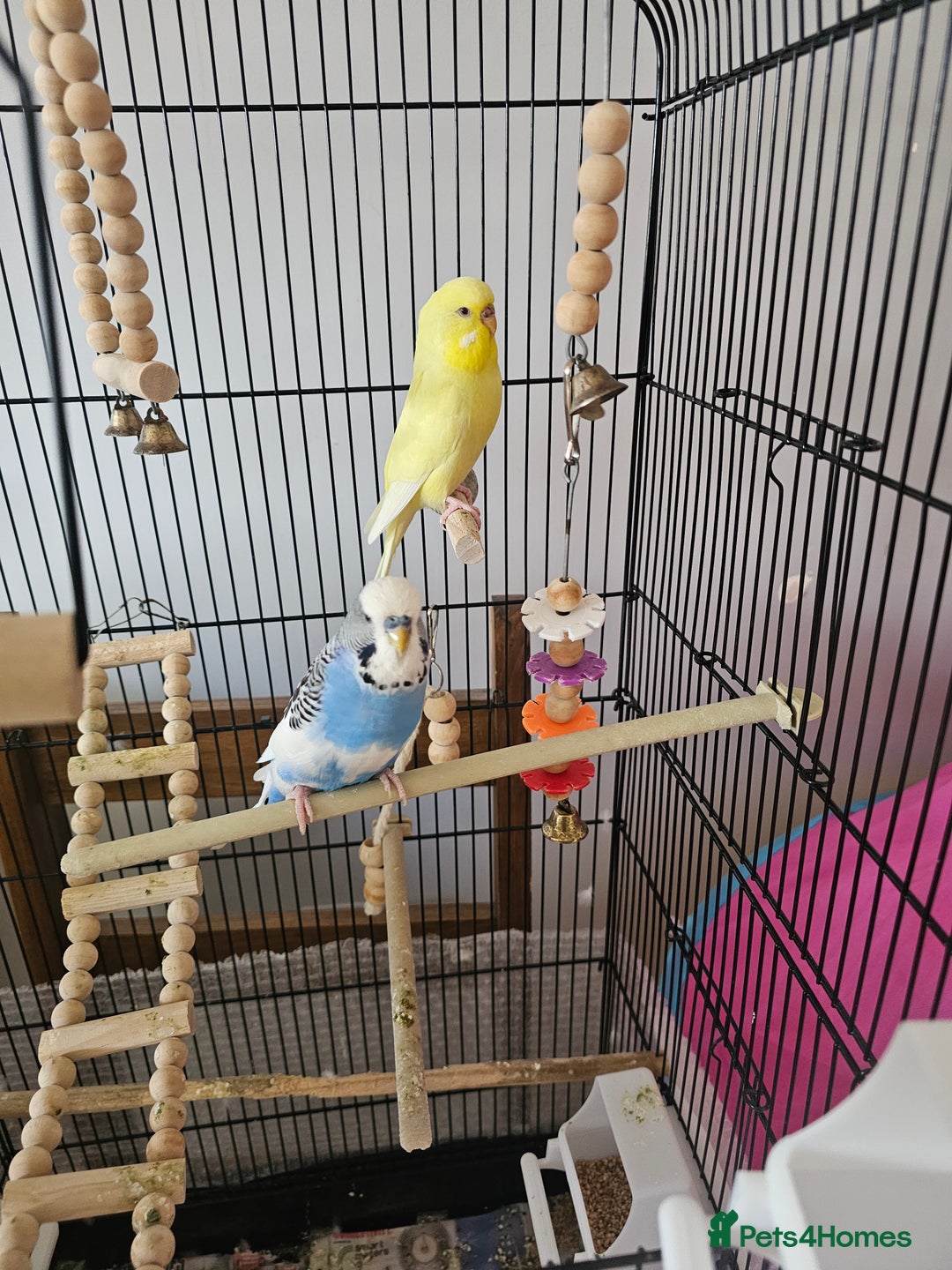 Budgerigars birds for sale: Budgie - Image 1