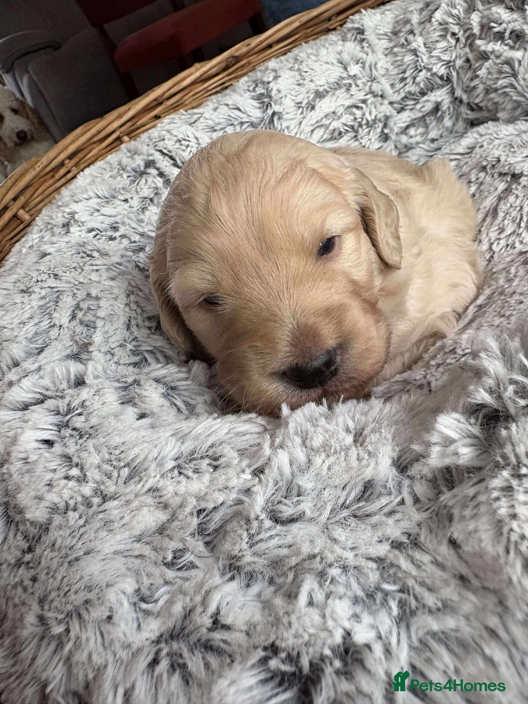 Mixed Breed dogs for sale: Multi generational goldendoodle puppies - Image 14