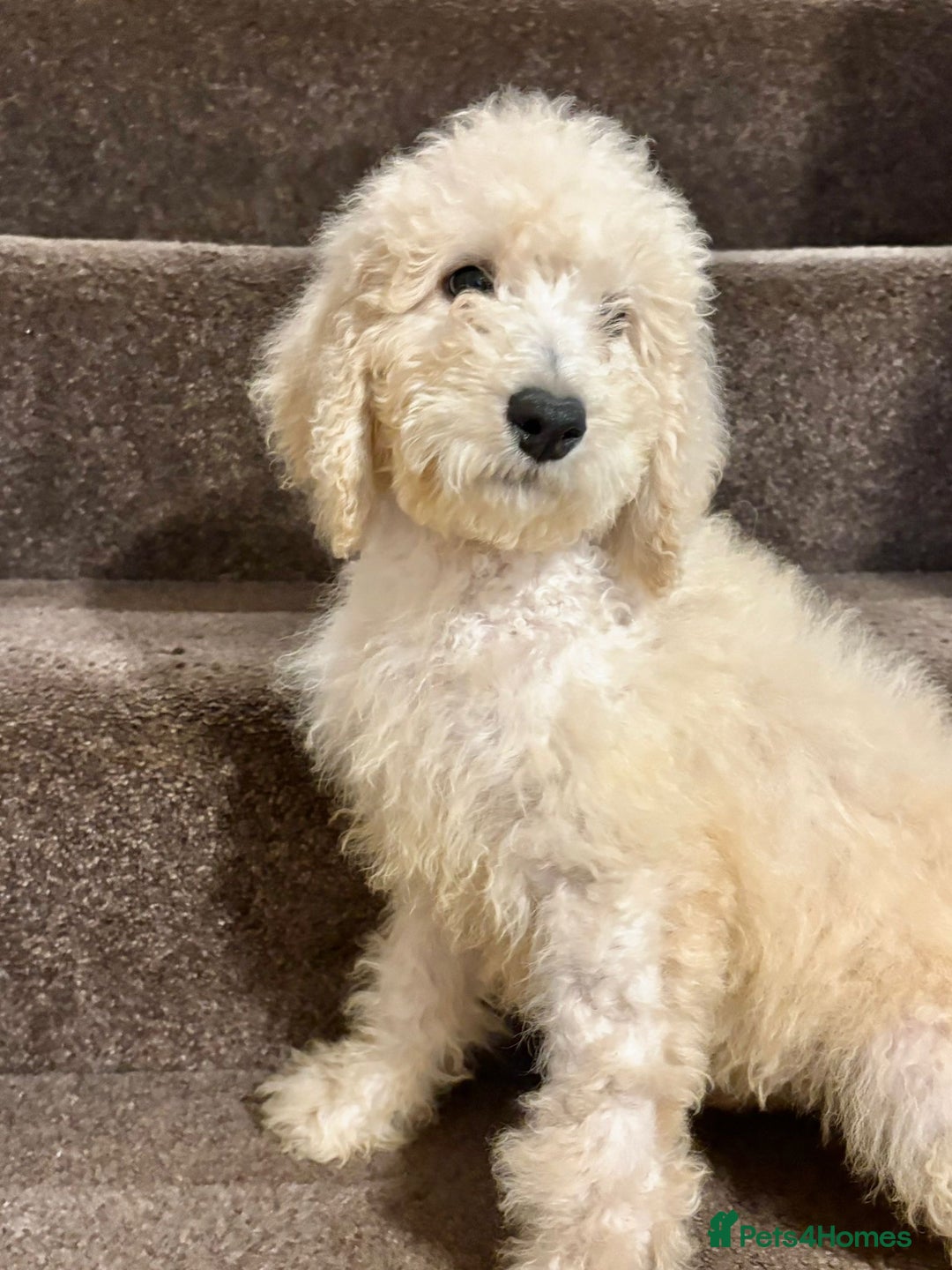 Bernedoodle dogs for sale: Bernedoodle standard F1b pups fluffy teddy bears - Advert 10