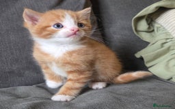 Mixed Breed cats for sale: 5 stunning babies ready in just over 2 weeks  - Image 4