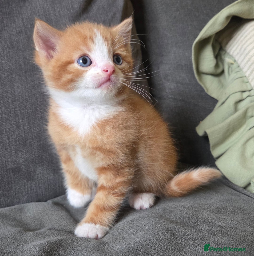 Mixed Breed cats for sale: 5 stunning babies ready in just over 2 weeks  - Image 4