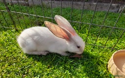 Continental Giant rabbits for sale: Beautiful Pure Giant Continental Babies  - Image 2