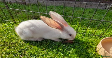 Continental Giant rabbits - Advert 16