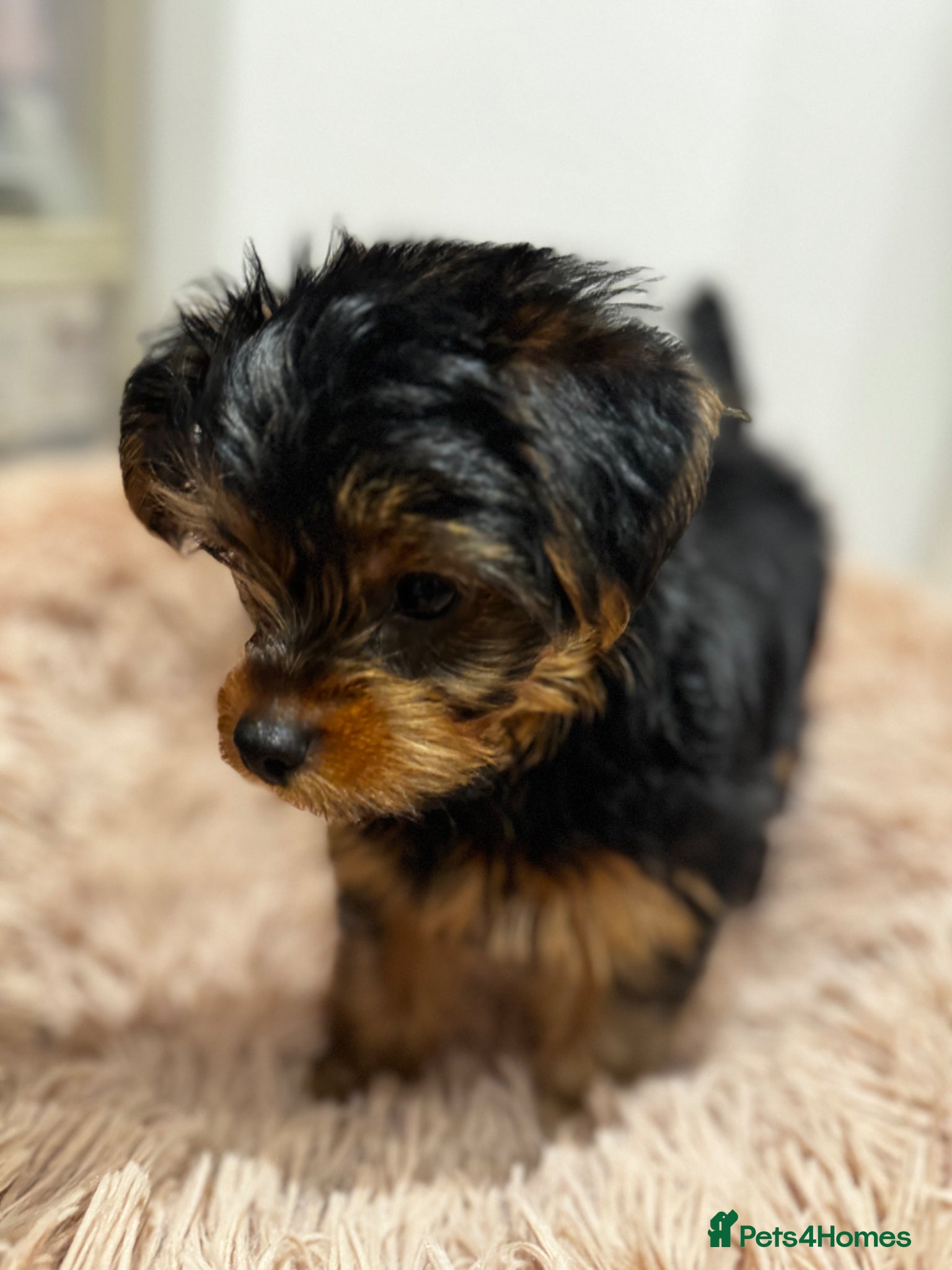 Yorkshire Terrier dogs Yorkshire Terrier Ready GO– Last Puppy Available - Advert 1