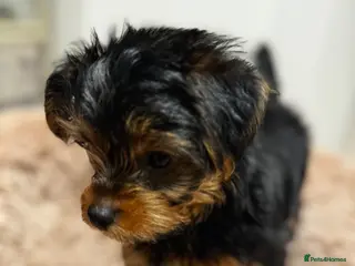 Yorkshire Terrier dogs Yorkshire Terrier Ready GO– Last Puppy Available - Advert 1