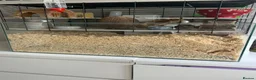 Gerbil rodents for sale: Pair of Male Gerbils in Amersham - Advert 3