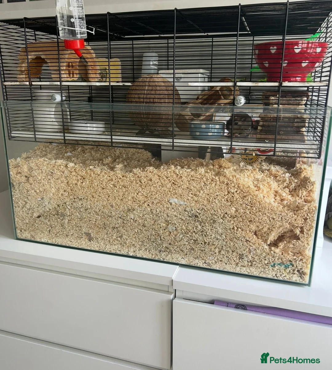 Gerbil rodents for sale: Pair of Male Gerbils in Amersham - Advert 3