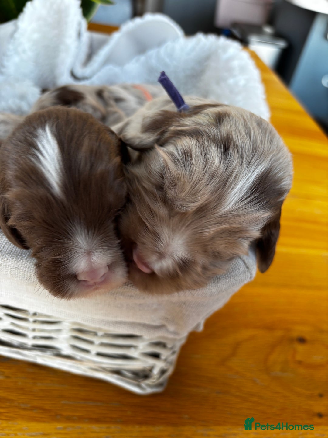 Sproodle dogs for sale: 💥 Rare Gorgeous Chocolate Merle Sproodles 🐶 - Advert 16