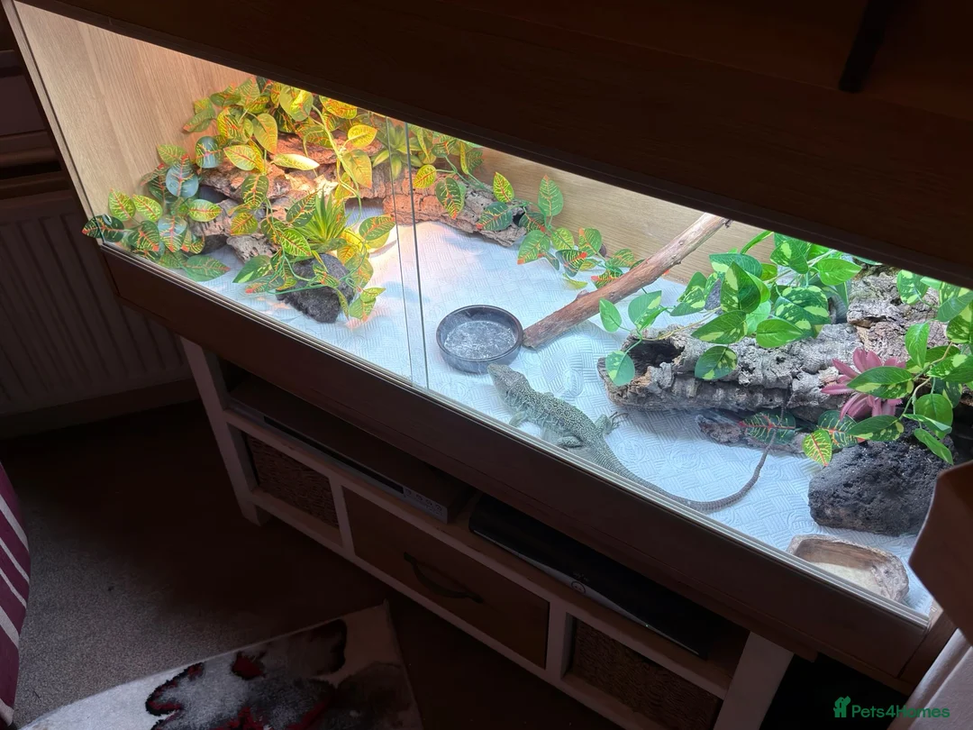 Lizard reptiles for sale: Male European Eyed Lizard / Jewled Lacerta in Petworth - Advert 7