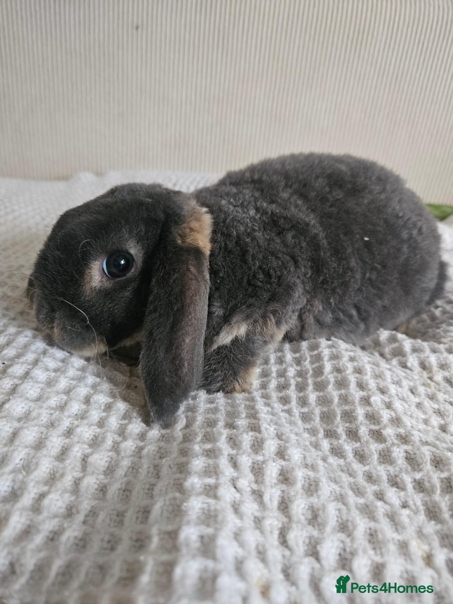 Mini Lop rabbits 💙10 week old blue plush Lop SUFFOLK PLUSH - Advert 1