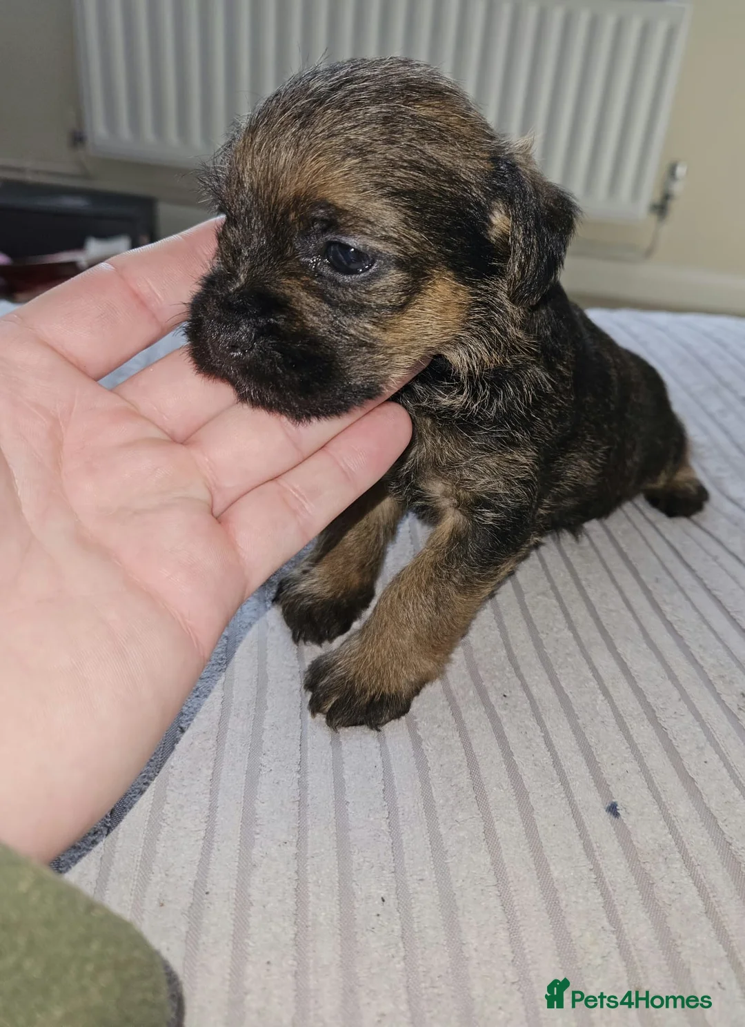 Border Terrier dogs for sale: Border terrier  in Oxted - Advert 10