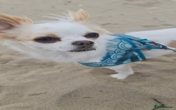 Chihuahua dogs for sale: 2 year old Chihuahua girl - Advert 1