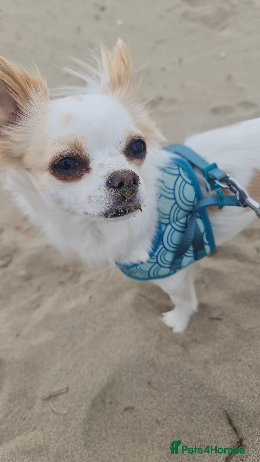 Chihuahua dogs for sale: 2 year old Chihuahua girl - Advert 1