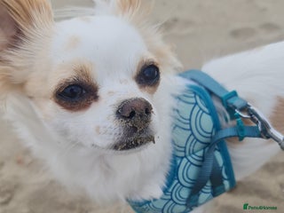 Chihuahua dogs 2 year old Chihuhaha girl - Advert 15