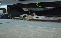 Jack Russell dogs for sale: Beautiful. Jack Russell puppies for sale - Image 11