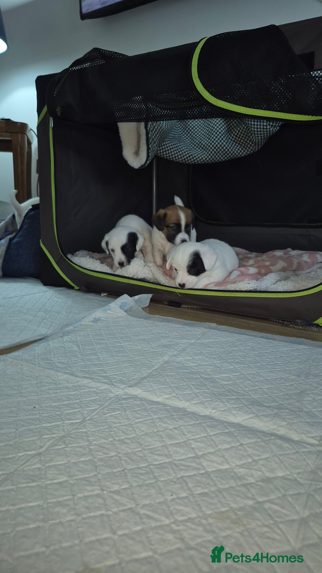 Jack Russell dogs for sale: Beautiful. Jack Russell puppies for sale - Image 11