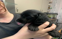 Doxiepoo dogs for sale: Gorgeous Doxipoo puppies  - Image 8